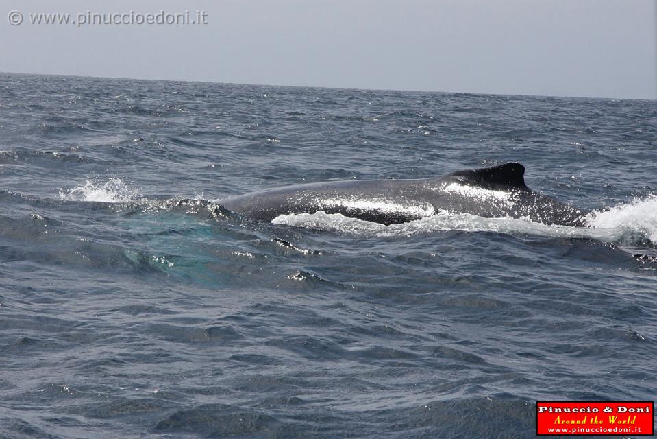 ECUADOR - Whale watching in Puerto Lopez - 13.jpg